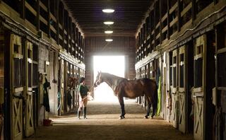 A person stands in a barn, interacting with a horse, surrounded by empty stalls and illuminated by soft overhead lights.