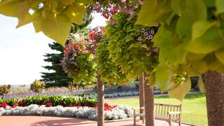 Lush greenery and vibrant hanging flowers frame a serene garden scene, featuring a wooden bench and a colorful flowerbed in the background.