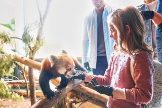 A woman smiles as she gently reaches out to a red panda perched on a wooden platform, surrounded by trees.