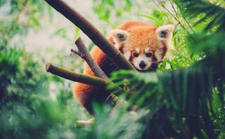 A red panda perches among branches, blending into a lush green background, showcasing its striking orange fur and inquisitive expression.