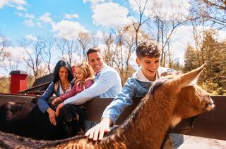 A vibrant monarch butterfly with bold orange and black wings rests on bright yellow flowers, showcasing nature's beauty.