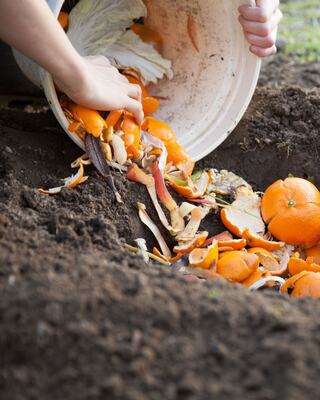 A hand pours citrus peels and scraps into a garden bed, promoting composting and environmentally friendly gardening practices.