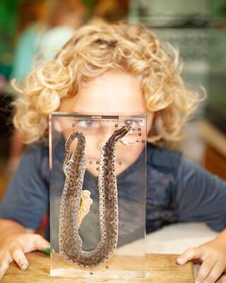 A curious child with curly hair peers closely at a transparent display containing a preserved snake specimen.