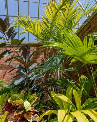 Lush tropical foliage fills a bright greenhouse, showcasing a variety of vibrant green leaves and patterns against a rustic brick backdrop.