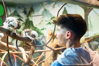 A vibrant monarch butterfly with striking orange and black wings rests on a cluster of bright yellow flowers, showcasing nature's beauty.