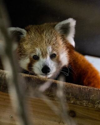 A red panda peers curiously from a wooden enclosure, showcasing its fluffy fur and expressive face.