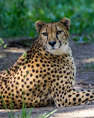 A cheetah with distinctive spots rests calmly, gazing into the distance, surrounded by soft greenery. The scene conveys beauty and serenity.