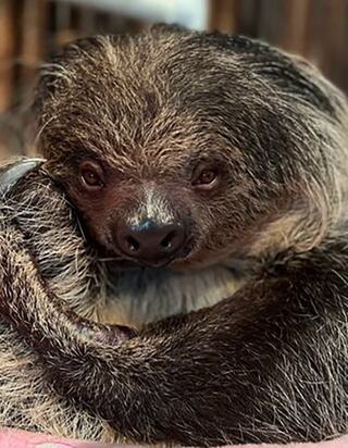 A close-up of a sloth with a friendly expression, featuring large brown eyes and a textured, shaggy coat, exuding a calm demeanor.