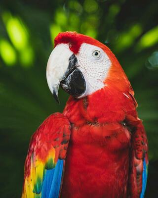 A vibrant scarlet macaw displays striking red plumage with blue and yellow accents, set against a lush green tropical background.