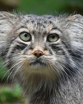 A close-up of a fluffy cat with prominent whiskers, bright green eyes, and a curious expression, surrounded by a blurred green background.