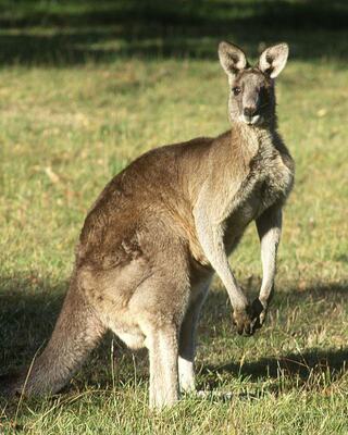 A kangaroo stands alert in a grassy area, showcasing its strong hind legs and distinct features, embodying the essence of Australian wildlife.