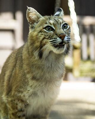 A close-up of a curious bobcat, showcasing its expressive eyes and distinctive tufted ears, surrounded by a soft natural environment.