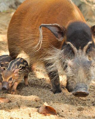 A mother wild boar walks through sandy ground with a cute, striped piglet closely following her.