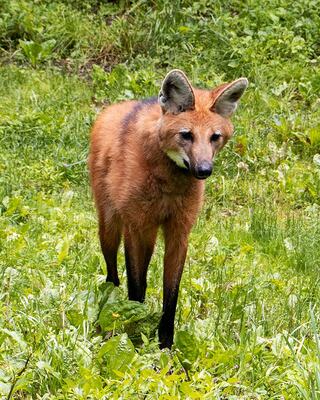 A reddish-brown animal with large ears and long legs wanders through lush green grass, blending into its natural habitat.