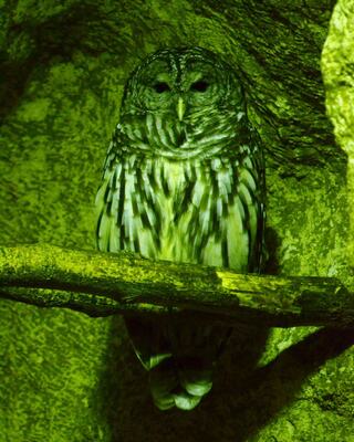 A barred owl perched on a branch, with striking patterns and a greenish ambient light illuminating its surroundings.