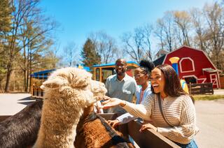 A brown and white goat with distinctive horns leans over a wooden fence, gazing curiously with a gentle expression against a green backdrop.
