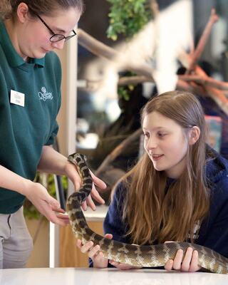 A red panda reaches out to a keeper offering a treat, surrounded by a vibrant, green bamboo mural in a zoo setting.