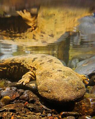 A salamander rests on the rocky bottom of a clear body of water, its reflection visible on the surface above.
