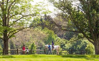 A close-up of a chestnut horse with a white stripe on its face, set against a warm, blurred background of autumn foliage.