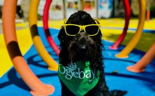 A stylish black dog wearing yellow sunglasses and a green bandana poses playfully on a colorful playground.
