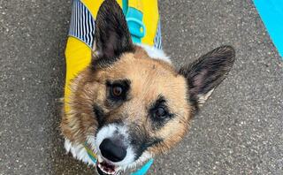 A cheerful corgi wearing a bright yellow raincoat with blue stripes looks playfully at the camera, showcasing its wet fur and happy demeanor.