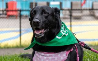 A cheerful black dog wears a green bandana and a pink polka-dotted harness, lounging on grass near a colorful playground.