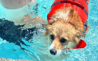 A corgi in a red life jacket swims playfully in clear blue water, accompanied by a person, enjoying a fun day at the pool.