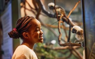 A young girl smiles while observing a monkey in a charming exhibit, showcasing a moment of connection between human and animal.