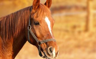A chestnut horse with a shiny coat and a distinctive white mark on its forehead stands against a softly blurred background.