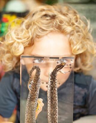 A child with curly hair gazes intently at a clear display featuring a detailed, preserved snake specimen.