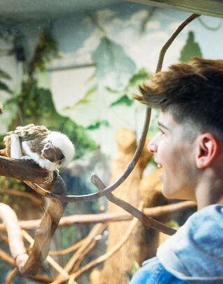 A young boy smiles at a small, fluffy monkey perched on a branch, creating a moment of curiosity and joy in a lively setting.