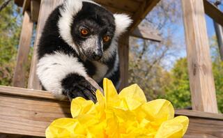 A black-and-white lemur reaches out to a vibrant yellow flower, showcasing its curious expression in a natural setting.