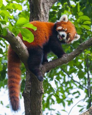 A red panda perches playfully in a tree, showcasing its vibrant reddish-brown fur and distinctive facial markings amidst lush green leaves.