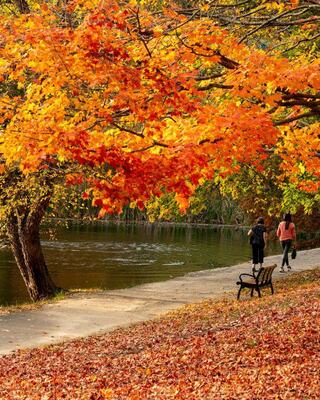 A couple enjoys a leisurely walk in the woods, smiling at each other while their dog happily strolls alongside them on a leaf-covered path.