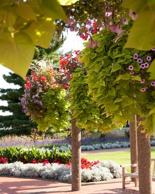 Lush greenery and vibrant flowers hang from pillars, creating a serene garden path adorned with colorful blooms and soft sunlight.