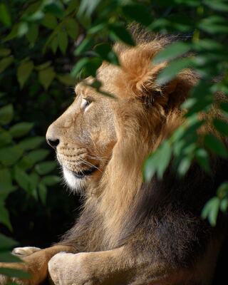 A majestic lion rests in a serene setting, its golden mane framed by lush green leaves, exuding a calm and regal presence.