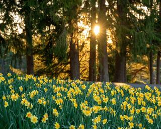 A vibrant field of yellow daffodils is illuminated by a warm sunset, framed by tall trees in the background.