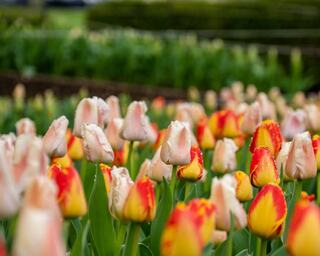 A vibrant field of tulips in hues of pink, white, and red, creating a beautiful floral landscape. Lush greenery surrounds the blossoms.