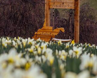 A wooden swing frame with a map shape and "almost heaven" engraved is surrounded by blooming daffodils in a serene setting.