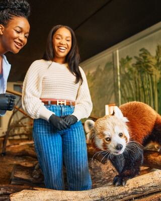 Two women smile while interacting with a playful red panda in a naturalistic enclosure setting, surrounded by logs and greenery.