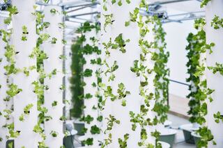 Vertical hydroponic gardening with lush green lettuce growing on white pillars, creating a modern and fresh indoor farming environment.