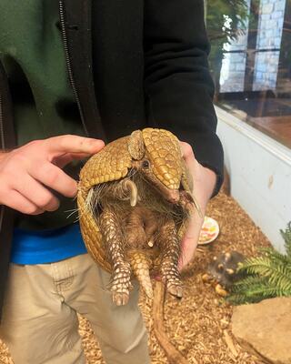 A person holds a golden, armored creature resembling an armadillo, showcasing its distinctive shell and unique features in a natural setting.