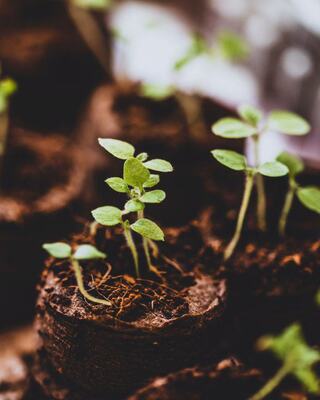 Fresh green seedlings emerge from rich, dark soil in small biodegradable pots, showcasing new growth and vitality in a nurturing environment.