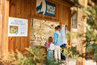A zebra stands calmly among lush green foliage, its striking black and white stripes contrasting with the grassy background.
