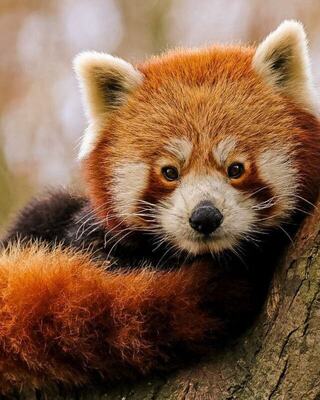 A red panda reclines on a tree branch, showcasing its distinctive rusty fur, white facial markings, and expressive eyes.