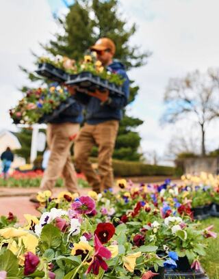 Two individuals carry trays of vibrant flowers, surrounded by blooming pansies and a backdrop of greenery under a cloudy sky.