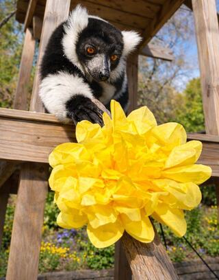 A black-and-white lemur reaches out curiously towards a vibrant yellow paper flower while perched on a wooden structure.