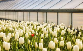A field of white tulips stretches towards a greenhouse, with one vibrant red tulip standing out among the blossoms.