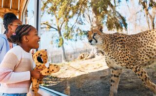 A young girl, holding a toy leopard, joyfully watches a cheetah through a glass enclosure, while another girl smiles nearby.