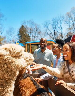 A joyful group interacts with an adorable alpaca on a sunny day, showcasing a moment of connection and fun.